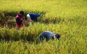 Read more about the article Masalah Anak Muda Tak Mau jadi Petani, Akses Lahan dan Pasar jadi Perhatian