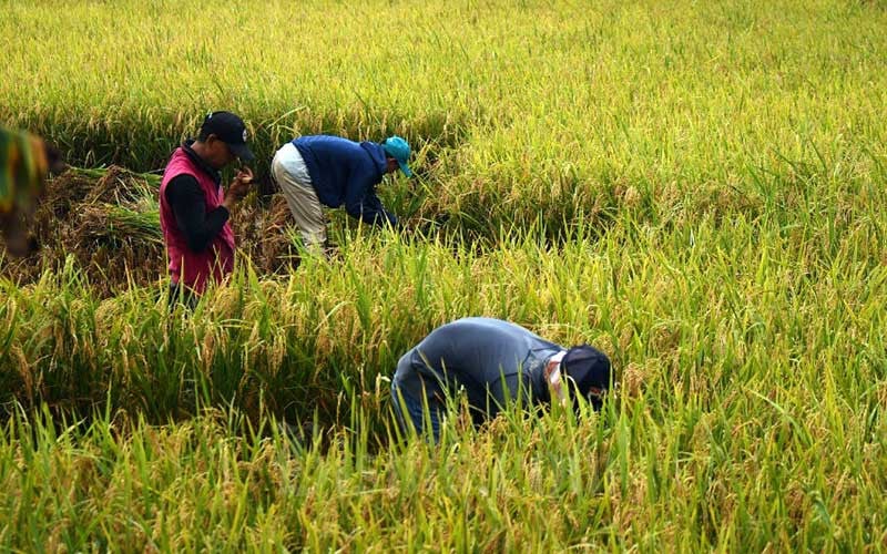 You are currently viewing Masalah Anak Muda Tak Mau jadi Petani, Akses Lahan dan Pasar jadi Perhatian