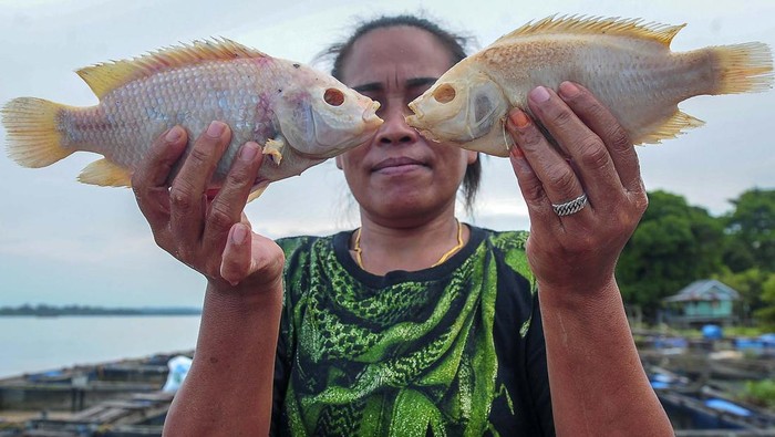 Read more about the article Banjir Bikin Rugi Petani Tambak di Muaro Jambi